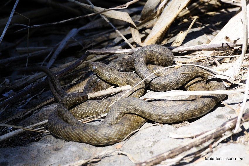 Natrix tessellata: famiglia allargata o famiglia stipata?